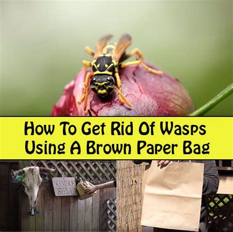 paper bags and wasps